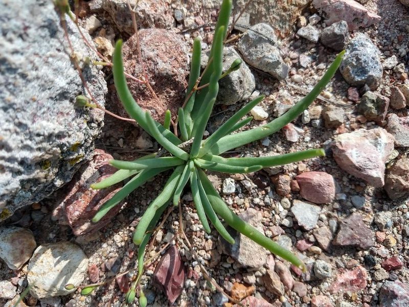 Phemeranthus napiformis, photographed by Alexis López Hernández