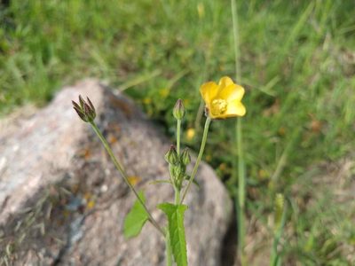 Anoda crenatiflora, photographed by Alexis López Hernández