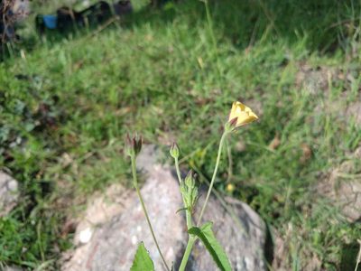 Anoda crenatiflora, photographed by Alexis López Hernández