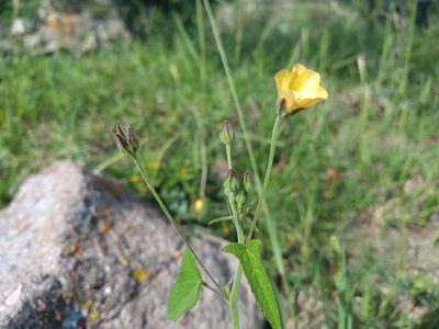 Anoda crenatiflora, photographed by Alexis López Hernández