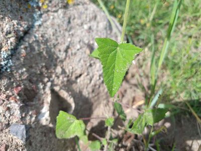 Anoda crenatiflora, photographed by Alexis López Hernández