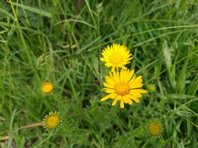 Grindelia inuloides, photographed by Alexis López Hernández