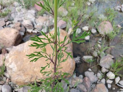 Hymenothrix glandulopubescens, photographed by Alexis López Hernández