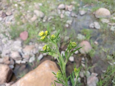 Hymenothrix glandulopubescens, photographed by Alexis López Hernández