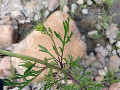 Hymenothrix glandulopubescens, photographed by Alexis López Hernández