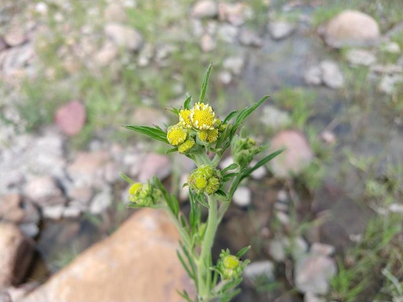 Hymenothrix glandulopubescens, photographed by Alexis López Hernández