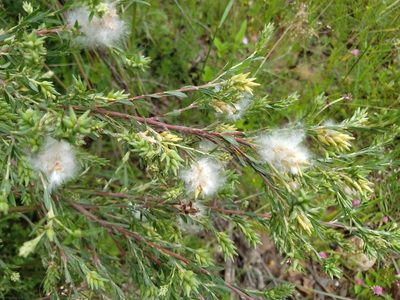 Salix taxifolia, photographed by Alexis López Hernández