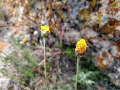 Tridax balbisioides, photographed by Alexis López Hernández