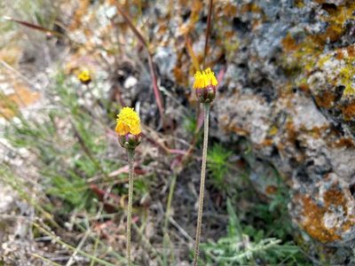Tridax balbisioides, photographed by Alexis López Hernández