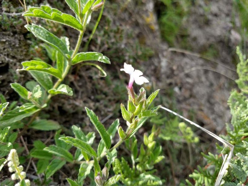 Priva grandiflora, photographed by Alexis López Hernández