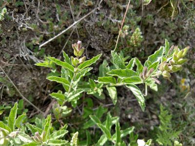 Priva grandiflora, photographed by Alexis López Hernández