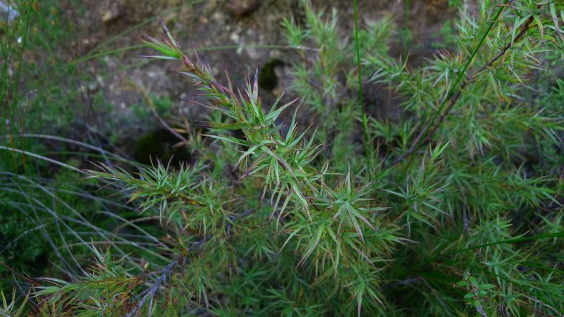Dracophyllum trimorphum, photographed by Sarah Richardson