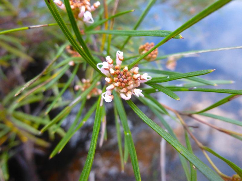 Grevillea neurophylla, photographed by Kiri Bee