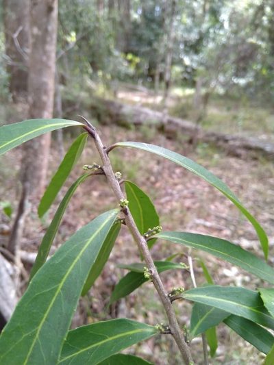 Symplocos harroldii, photographed by Tony van Kampen