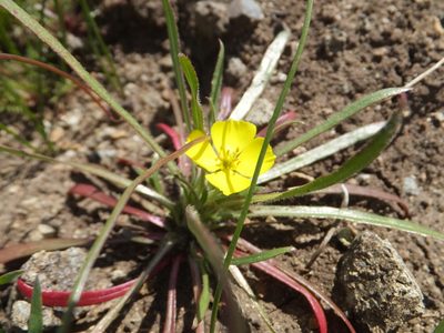 Tetrapteron graciliflorum, photographed by joergmlpts