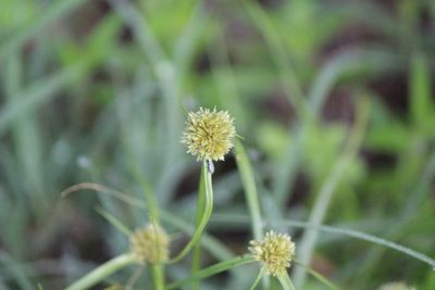 Cyperus seslerioides, photographed by José Belem Hernández Díaz