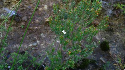Epacris pauciflora, photographed by Sarah Richardson