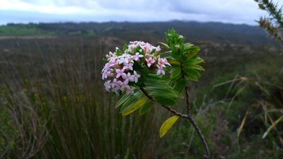 Pimelea longifolia, photographed by Sarah Richardson
