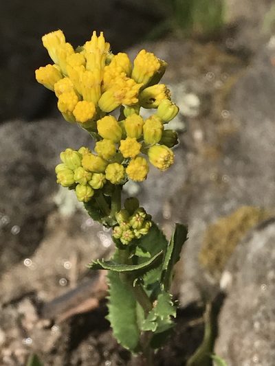 Senecio rapifolius, photographed by Jared Shorma