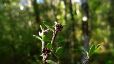 Pittosporum rigidum, photographed by Sarah Richardson