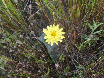 Agoseris heterophylla, photographed by joergmlpts