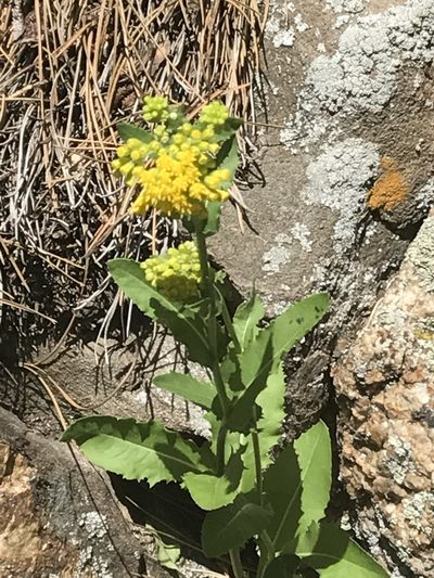 Senecio rapifolius, photographed by Jared Shorma
