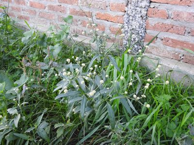 Pfaffia glomerata, photographed by Eduardo Luis Beltrocco