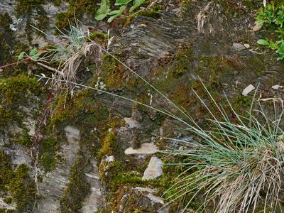 Festuca ovina, photographed by Jacy Chen