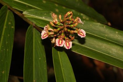 Alpinia modesta, photographed by dhfischer