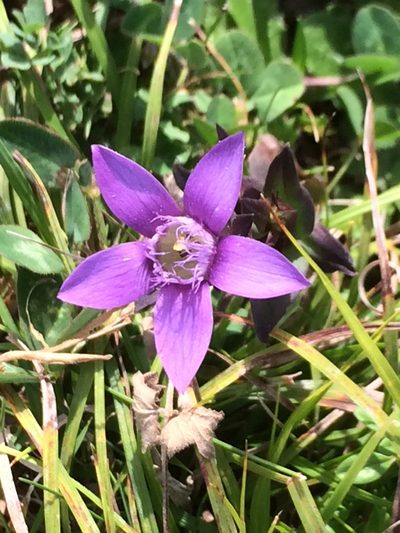 Gentianella germanica, photographed by dbmhartley