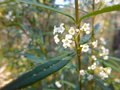 Logania albiflora, photographed by Kiri Bee