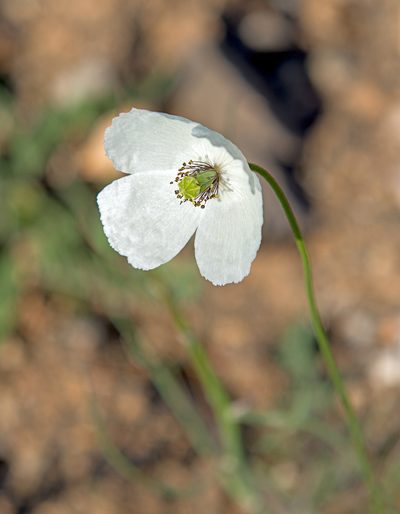 Papaver albiflorum, photographed by katunchik