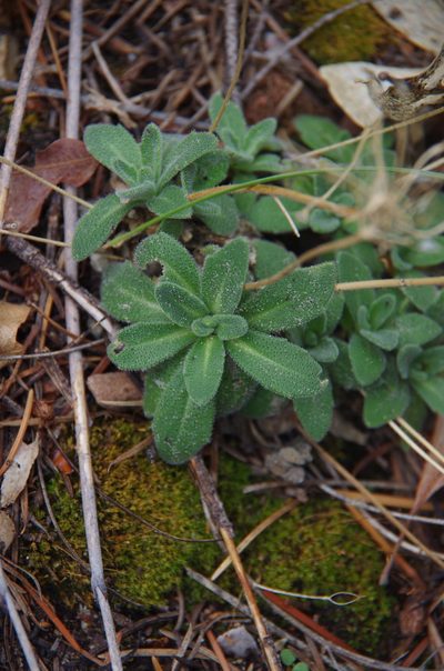 Draba asprella, photographed by Eric Knight