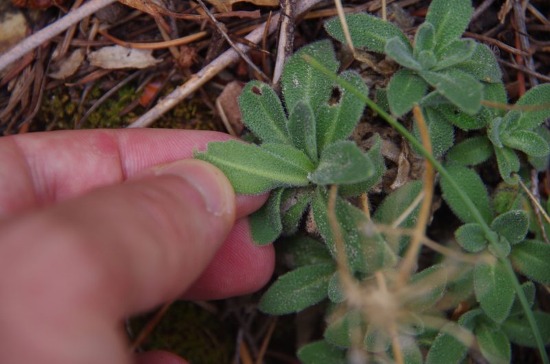 Draba asprella, photographed by Eric Knight