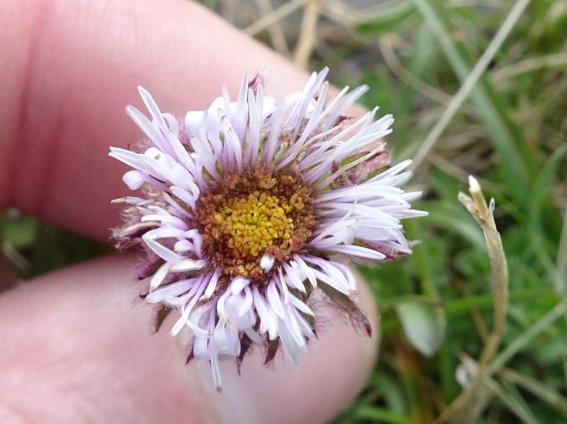 Erigeron aragonensis, photographed by Thomas Koffel