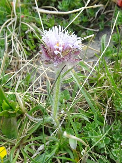 Erigeron aragonensis, photographed by Thomas Koffel