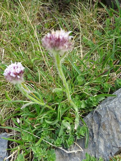 Erigeron aragonensis, photographed by Thomas Koffel
