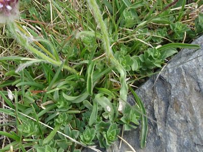 Erigeron aragonensis, photographed by Thomas Koffel