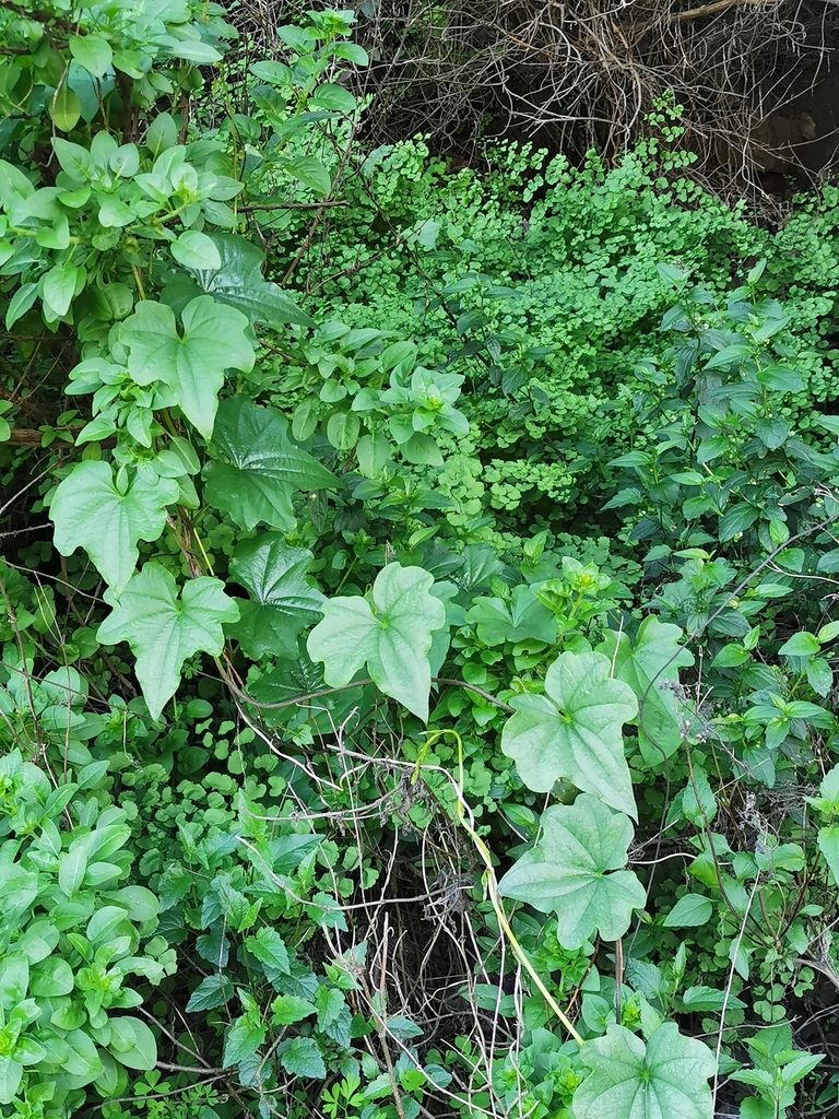 Dioscorea bryoniifolia, photographed by Aira Francisca Faúndez Fallau