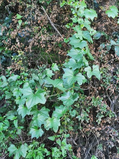 Dioscorea bryoniifolia, photographed by Aira Francisca Faúndez Fallau