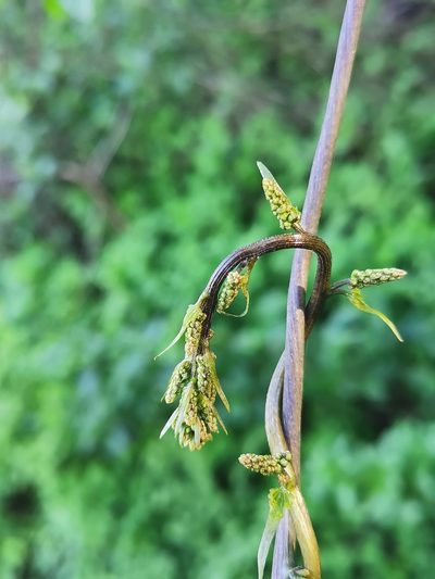 Dioscorea bryoniifolia, photographed by Aira Francisca Faúndez Fallau