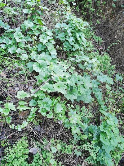 Dioscorea bryoniifolia, photographed by Aira Francisca Faúndez Fallau