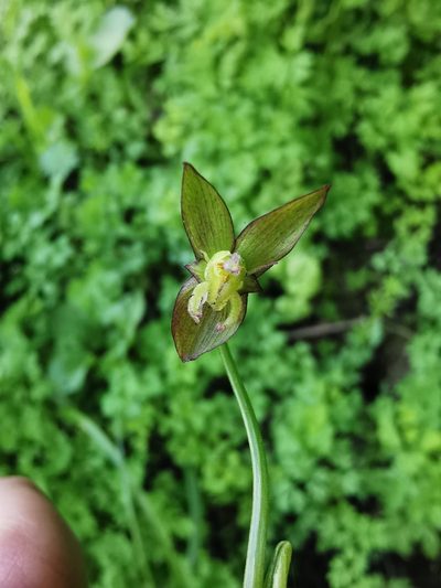 Gilliesia graminea, photographed by Aira Francisca Faúndez Fallau
