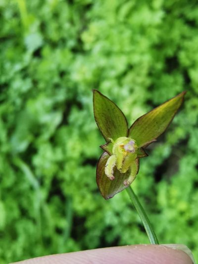 Gilliesia graminea, photographed by Aira Francisca Faúndez Fallau
