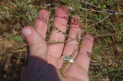 Parryella filifolia, photographed by Eric Knight