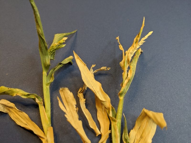 Urochloa panicoides, photographed by Cleveland Powell
