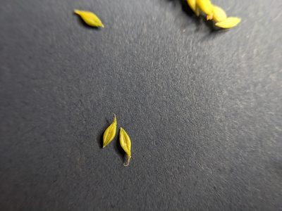 Urochloa panicoides, photographed by Cleveland Powell