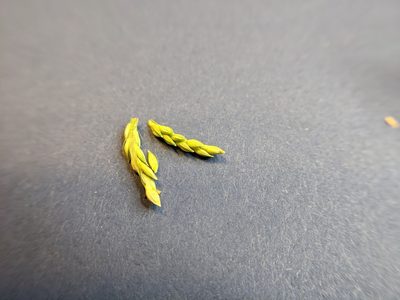 Urochloa panicoides, photographed by Cleveland Powell