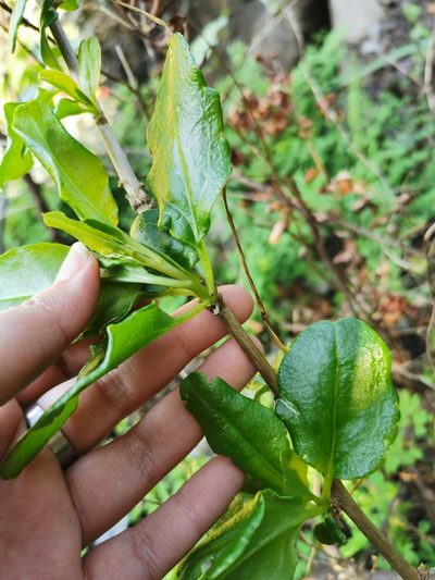 Anisomeria chilensis, photographed by Aira Francisca Faúndez Fallau