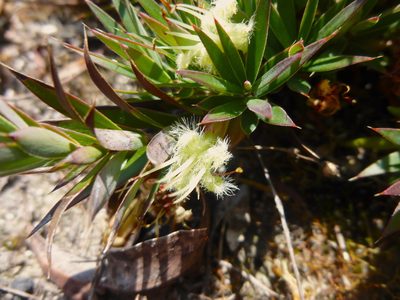 Styphelia adscendens, photographed by Kiri Bee